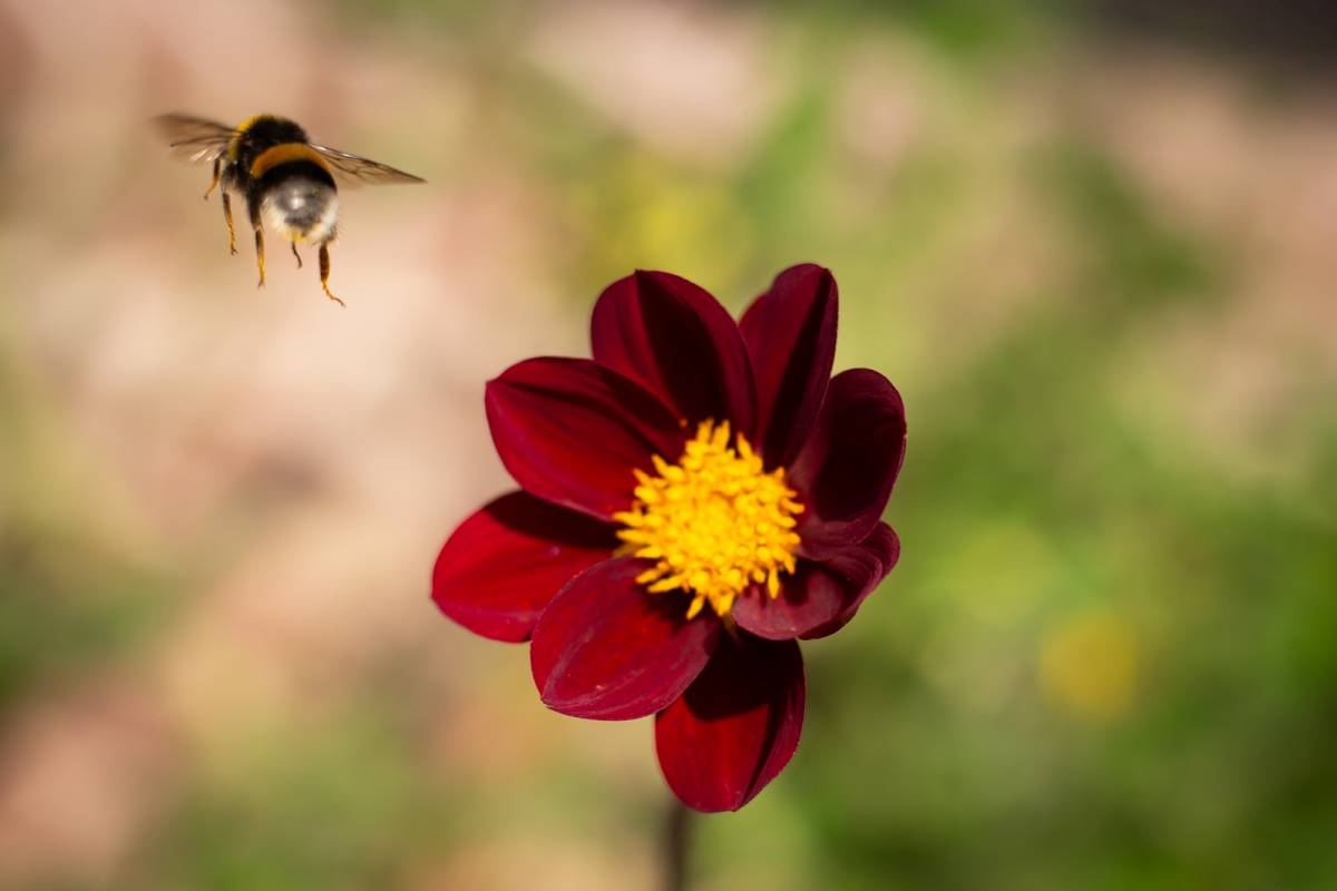 De Wildplukkende Bourgondiër: Bij bij bloemen